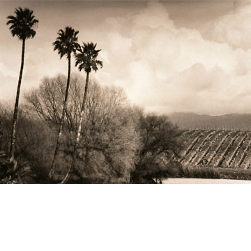 B & W Vineyard