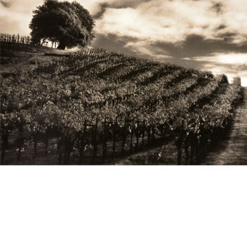 B & W Vineyard